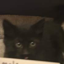 Thumbnail photo of Poe #2