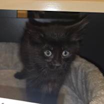 Thumbnail photo of Poe #3