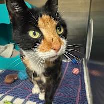 Thumbnail photo of Kali #3