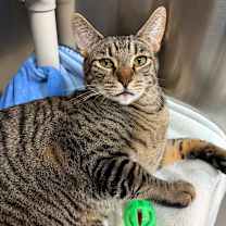 Thumbnail photo of Rascal #1