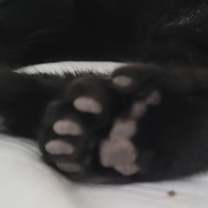 Thumbnail photo of Gallagher #4