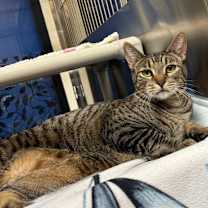 Thumbnail photo of Rascal #4