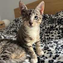 Thumbnail photo of Bucky #3