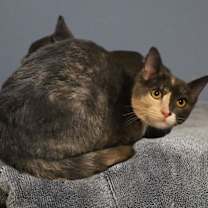 Thumbnail photo of Jingleheimer #4