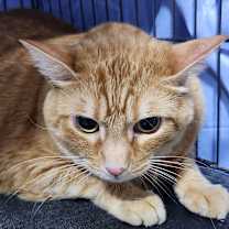 Thumbnail photo of Prince Hairy #2