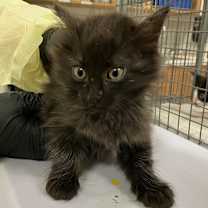 Thumbnail photo of David Bowie #1