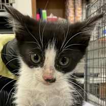 Thumbnail photo of Queen #1