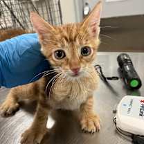 Thumbnail photo of Mummy #1