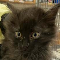 Thumbnail photo of David Bowie #3