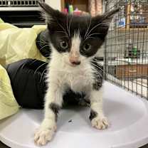 Thumbnail photo of Queen #3