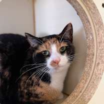 Thumbnail photo of Sophia #1