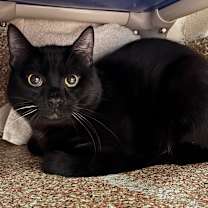 Thumbnail photo of Krisp with Burnt-2 for 1 #1