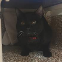 Thumbnail photo of Krisp with Burnt-2 for 1 #2