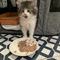 Thumbnail photo of Fufu 2208 #2