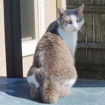 Thumbnail photo of Minnie Manx #2