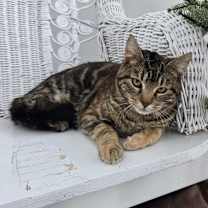 Thumbnail photo of Brownstone 55648 #4