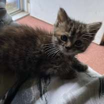 Thumbnail photo of Tilly #3