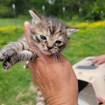 Thumbnail photo of Tilly #2