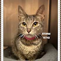 Thumbnail photo of STORM #1