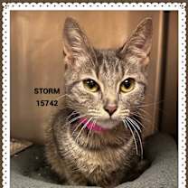 Thumbnail photo of STORM #4