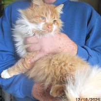 Thumbnail photo of Mufasa #2