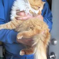 Thumbnail photo of Mufasa #3