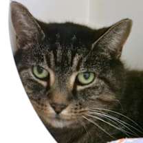 Thumbnail photo of Lady Bug #1