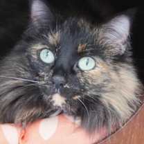 Thumbnail photo of Pria #1