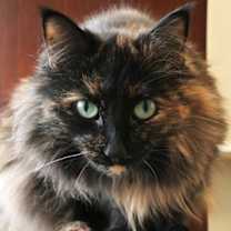 Thumbnail photo of Pria #3