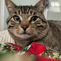 Thumbnail photo of Rupert #3