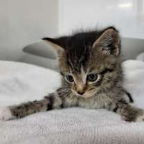 Thumbnail photo of Mira #2