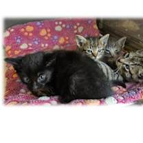 Thumbnail photo of Vox #3