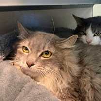 Thumbnail photo of Bandit - Bonded to Gremlin #2