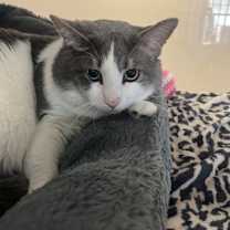 Thumbnail photo of Bandit - Bonded to Gremlin #3