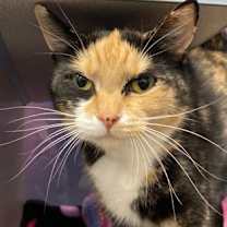 Thumbnail photo of Athena #3