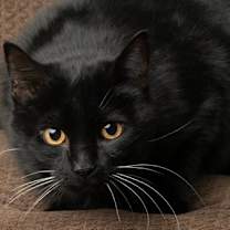 Thumbnail photo of Sweetie #1