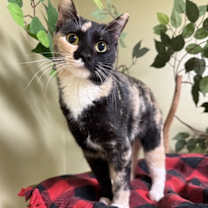 Thumbnail photo of Pepper #2