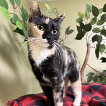 Thumbnail photo of Pepper #3