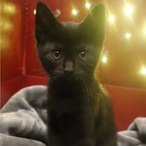 Thumbnail photo of Rice #1