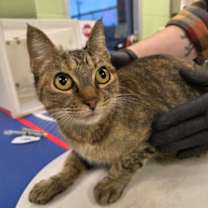 Thumbnail photo of Pork #2