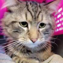 Thumbnail photo of Leonard #3