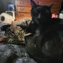 Thumbnail photo of Noir #2