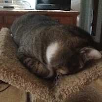 Thumbnail photo of Stewie #3