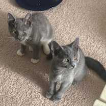 Thumbnail photo of Fae #4