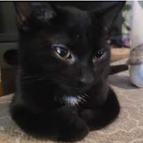 Thumbnail photo of Gallagher #1