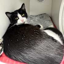 Thumbnail photo of Posie #3