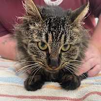 Thumbnail photo of It's A Wonderful Life #2