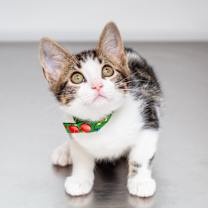 Thumbnail photo of Fezziwig #1