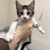 Thumbnail photo of Fezziwig #2