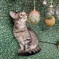 Thumbnail photo of Squints #1